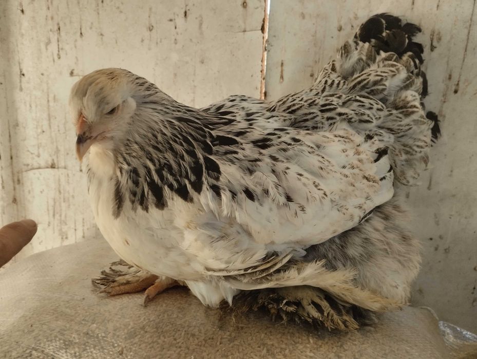 Brahmas Criação Exclusiva - Brahma Bio Farm