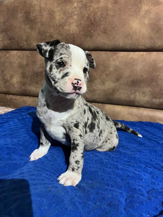 Amstaff samiec merle