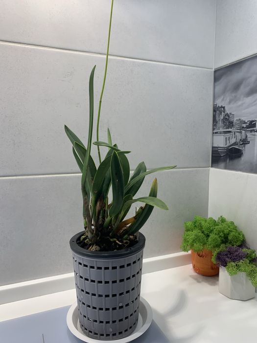 Орхідея Laelia Marxiana доросла