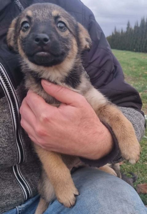 Szczeniaki do oddania