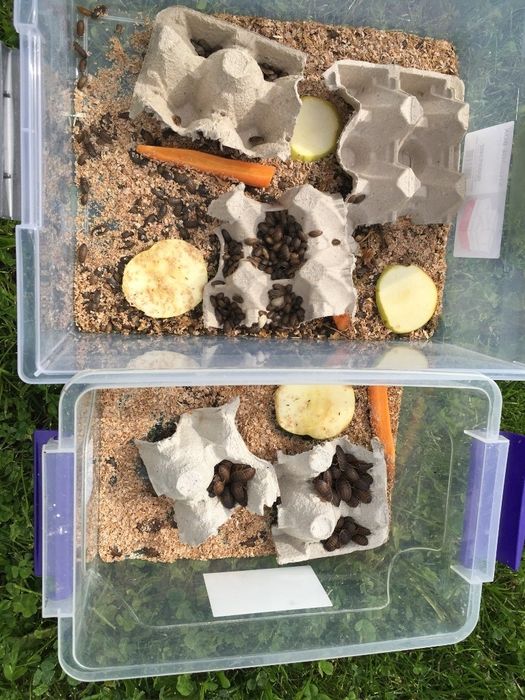 Dubia dubie karaczany argentyńskie wylęg do 1,5cm 200 sztuk