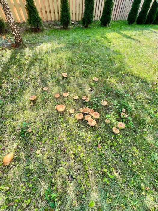 Здам в оренду будинок,Сокольники,700м2,вулиця Білоі акаціі