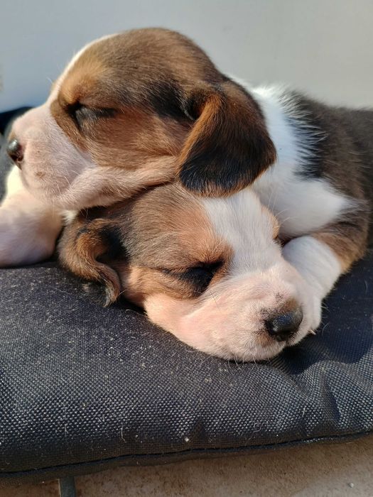 Beagle szczeniak
