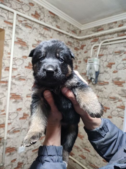 Продам щенков немецкой овчарки