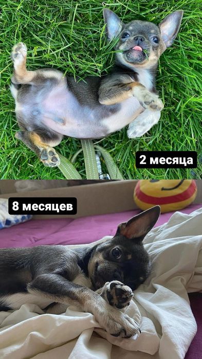 Супер маленький чихуахуа для вязки Беби фейс