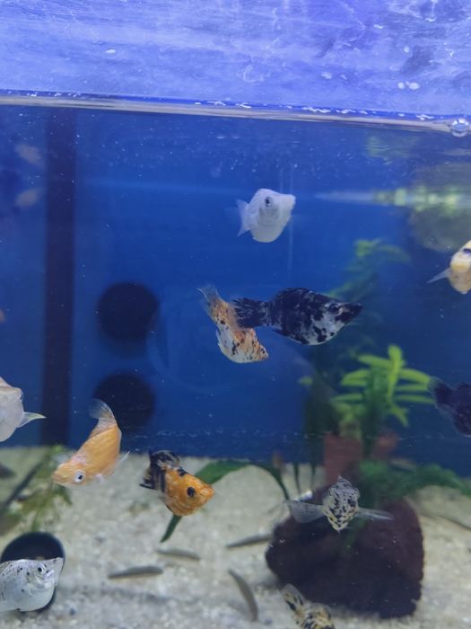 Mollys balão de lira