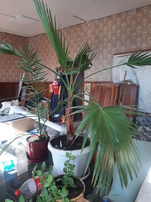 Вашингтония нитчатая