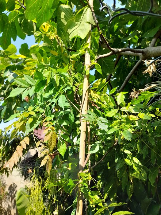 Trepadeiras de glicinias lilás