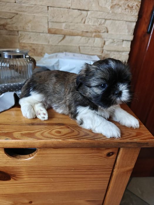 Śliczny piesek ShihTzu