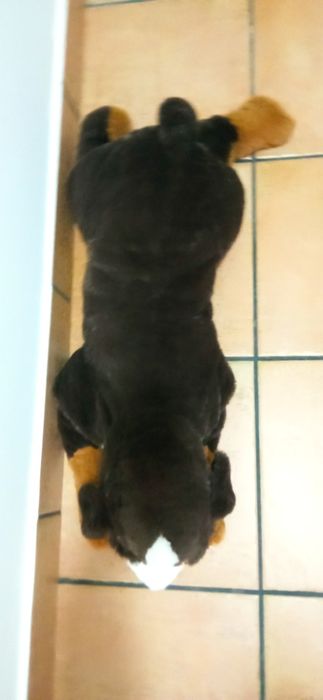 Dog plush toy.64730221302913123