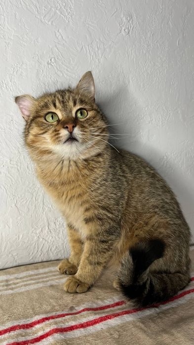 Віддам _ кішки_ коти_ кошеня_ бублик