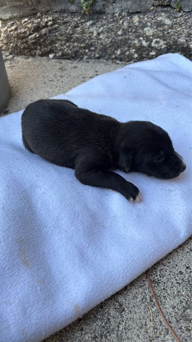 Caes porte pequeno com 2 meses