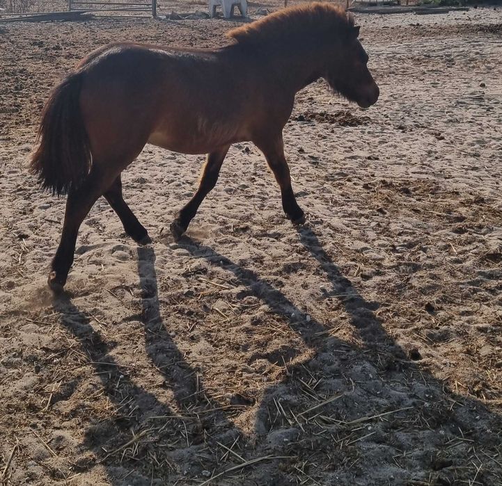 Ponei shetland femea