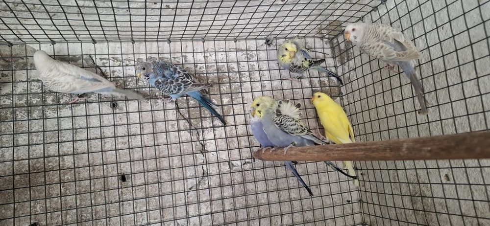 Periquitos hagoromos,frisados, fallows