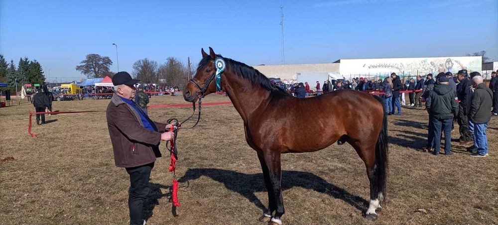 Stanówka Ogierem- polski koń sportowy dw. szlachetna półkrew - Lissaro