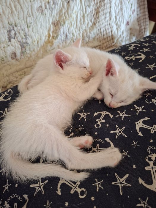 Gatinhos para adoção