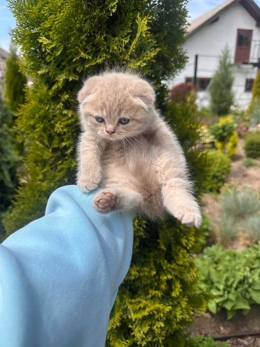 Шотландські висловухі кошенята
