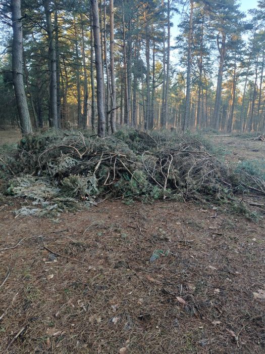 Pozostałosci po zrąbce - gałęzi sosnowe
