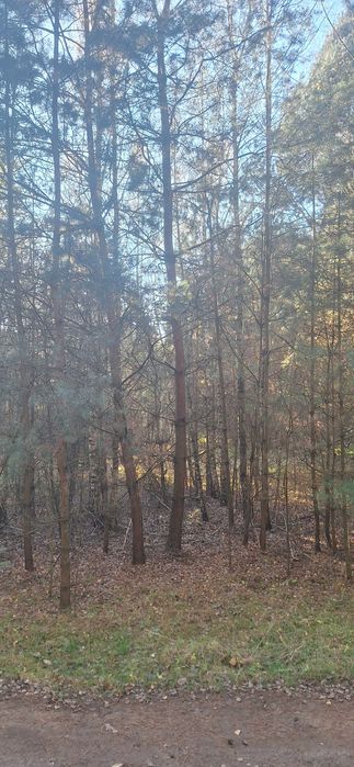 Działka leśna w Zawadach z dostępem do rzeki Liswarta