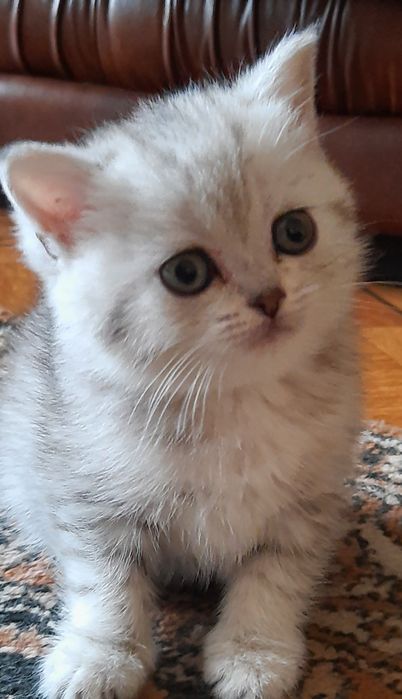 Мімішні скоттіш-страйти