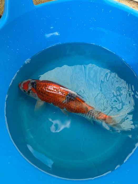 Carpa Koi GOSHIKI 30cm Japonesa KANNO KOI FARM
