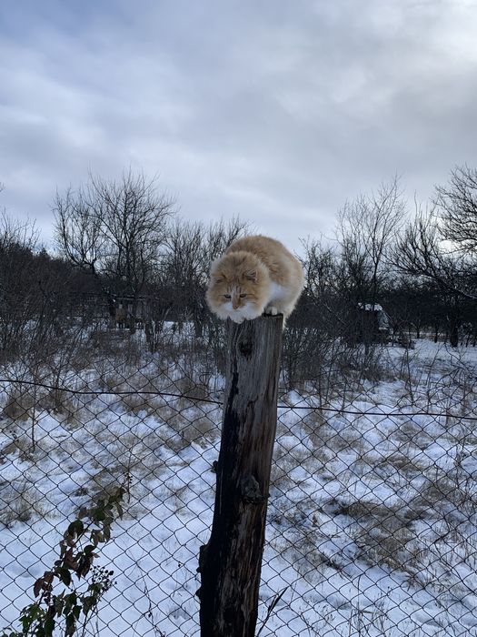 Рудий красень Руді шукає дім і люблячу родину!
