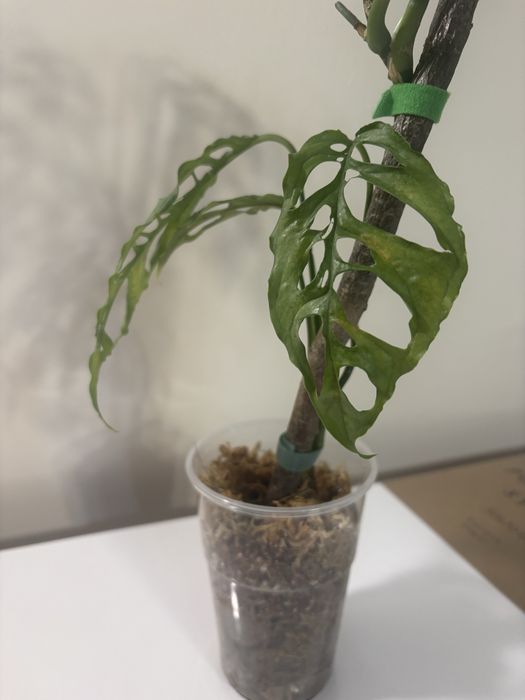 Monstera obliqua peru