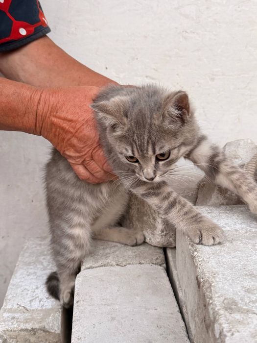 Кошенята в добрі руки