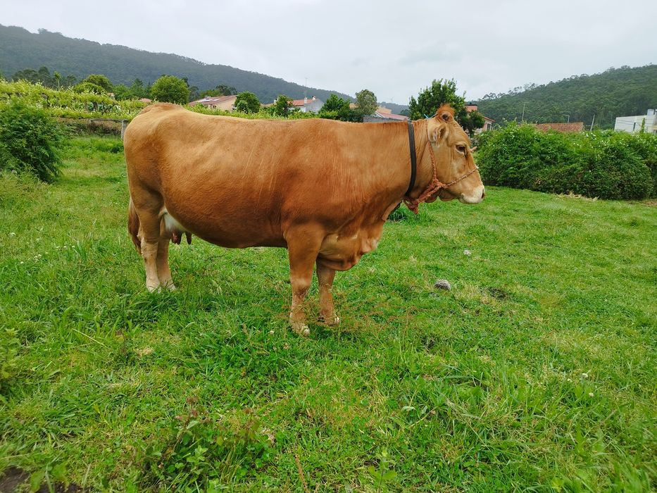 Vaca raça minhota pura