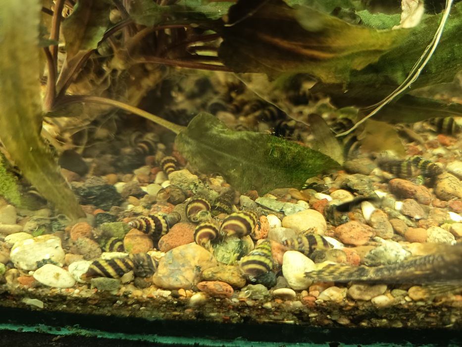 Sprzedam ślimaki chelenki