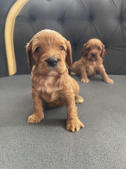 Cavapoo  rodzice przebadani