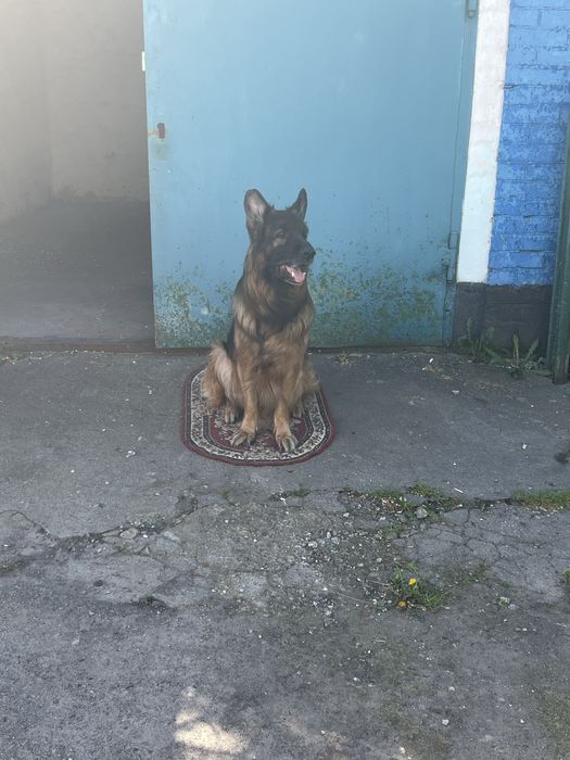 Немецкая овчарка,вязка.