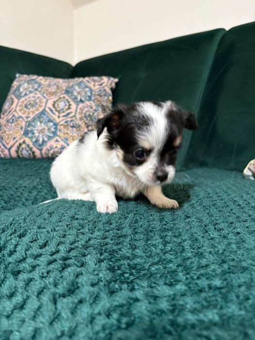 Chihuahua maleńki piesek