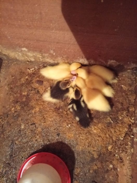 Patos mudos com 6 dias de nascidos adoram tomar banhinho super meiguinhod