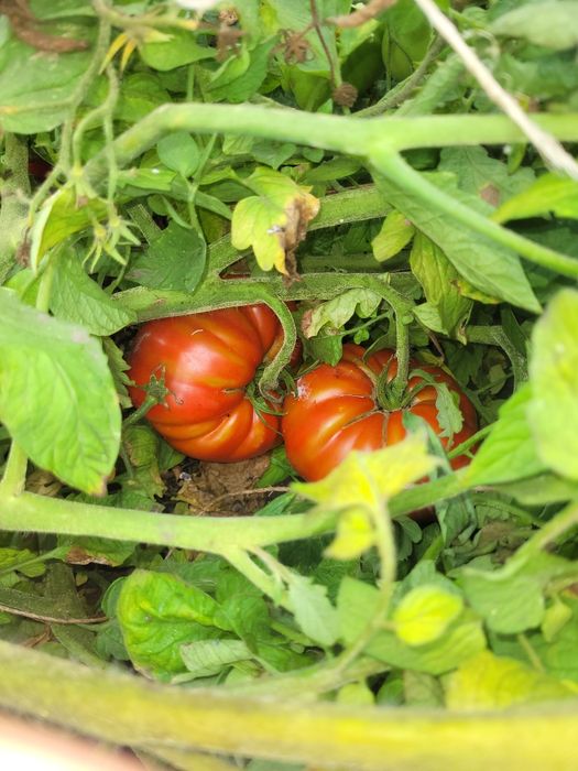 Tomates sem tratamentos