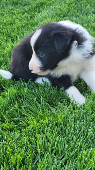 Border Collie piesek
