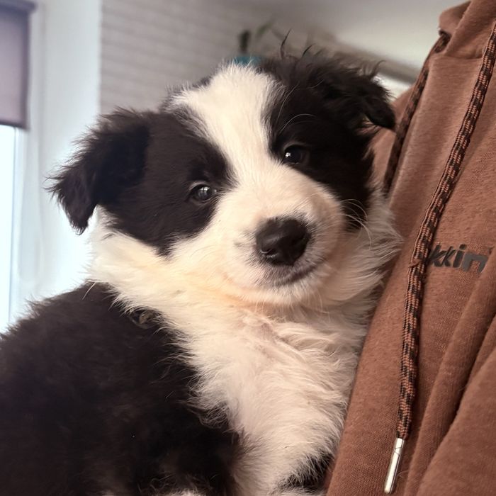 Border collie piesek Joker gotowy do odbioru