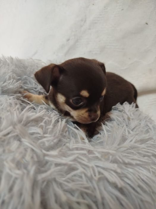 Chihuahua macho pelo curto