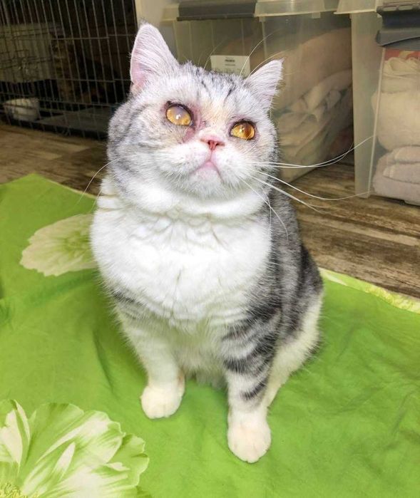 Толстушка Шотландская кошечка Пушинка, нежная и добрая, 1-3 годика