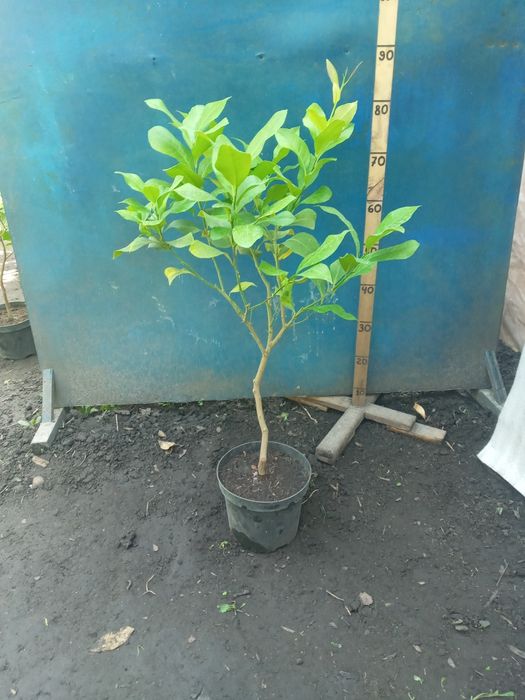 Лимон штамб Павловский