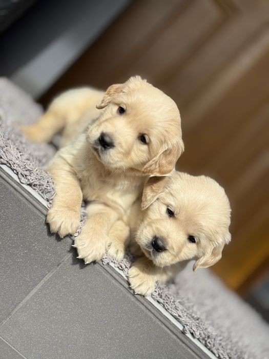 Golden Retriever ~ gotowe do rezerwacji ~
