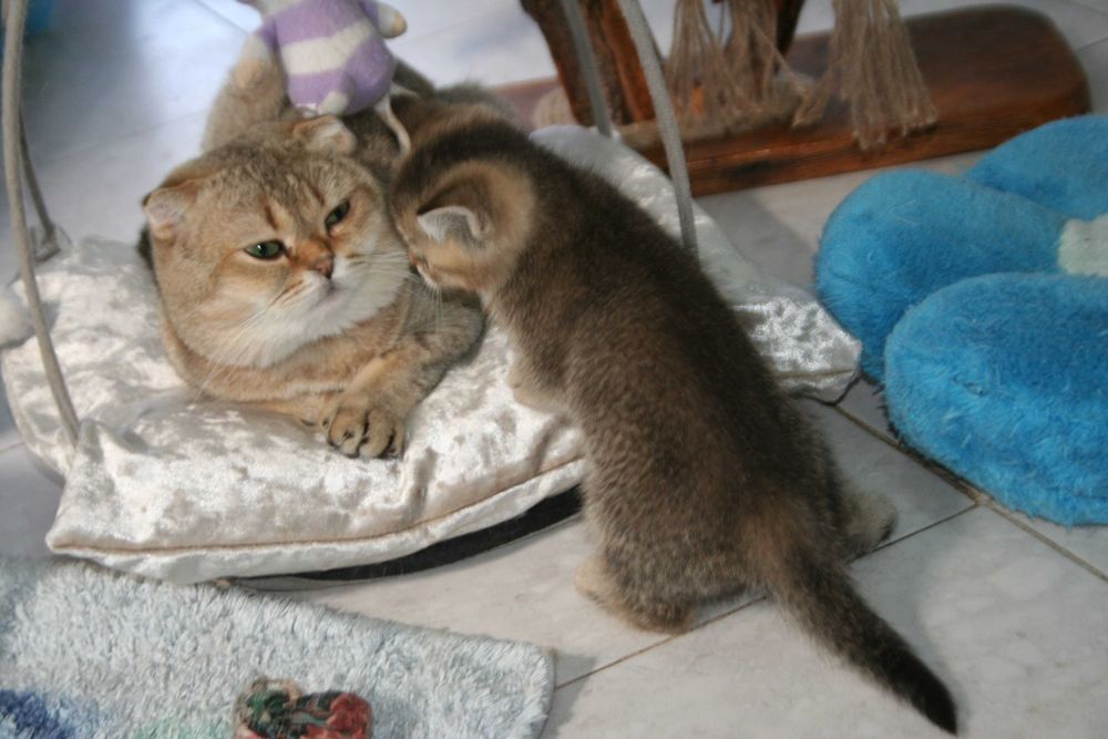 Активний хлопчик золотої шиншилли