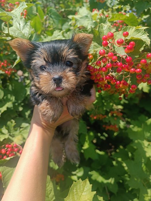 Сказочная куколка