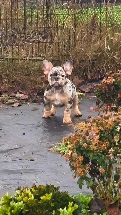 Фортуна французский бульдог голубой мерль