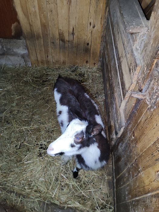 Срочно Продаються кози