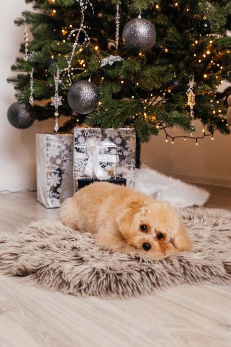 Мальтіпу хлопчик шукає дівчинку