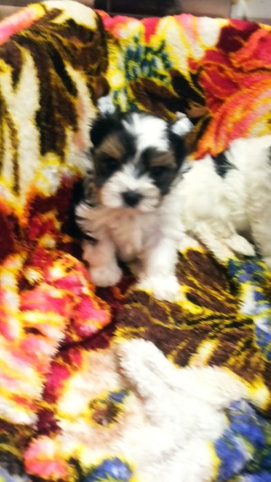 Бивер Йорк мальчик и девочка