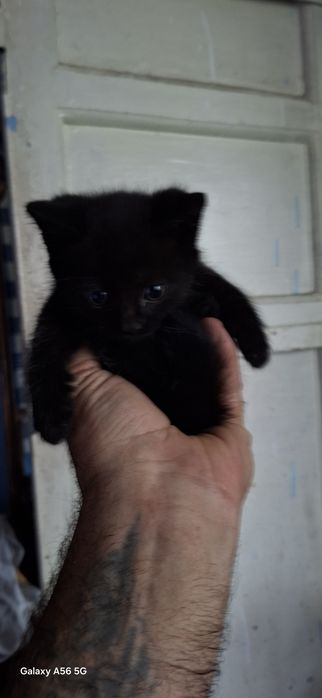 отдам бесплатно котика