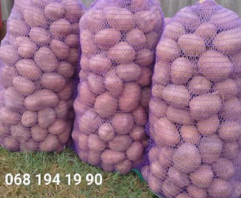 Картопля БеллаРоса_велика, відбірна