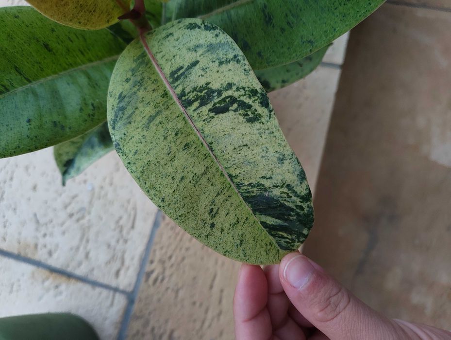 Ficus 'Moonshine'